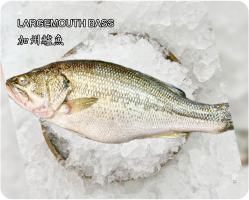 加州鱸魚(LARGEMOUTH BASS)