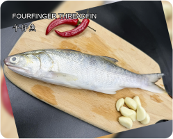 午仔魚(FOURFINGER THREADFIN)
