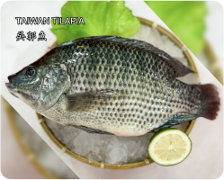 吳郭魚(Taiwan Tilapia)