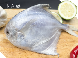 小白鯧