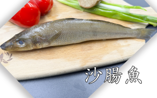 沙腸魚