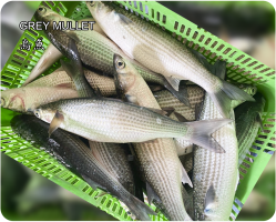 烏魚Grey Mullet