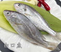 白口魚