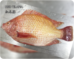 紅尼羅11(Red Tilapia)
