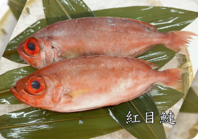 紅目鰱
