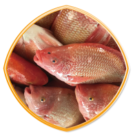 紅色吳郭魚