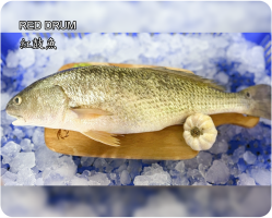 紅鼓魚(Red drum)