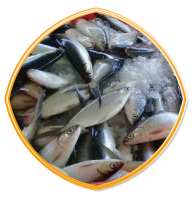 虱目魚
