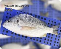 赤翅魚YELLOW SEA BREAM