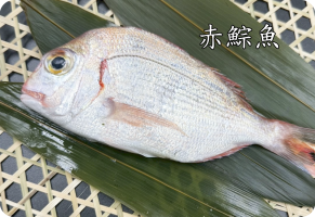 赤鯮魚