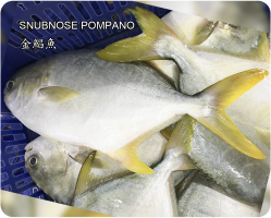 金鯧魚(Snubnose pompano)