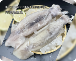 阿根廷魷魚(ILLEX ARGENTINUS SQUIFD)
